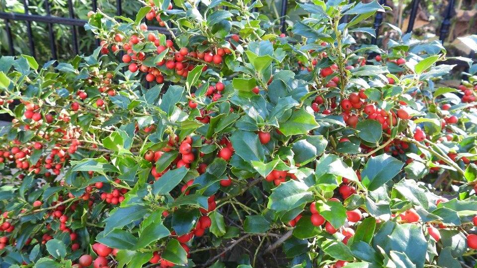 Trim hollies now, then use the boughs for decoration